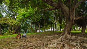 The mature and large trees have an extensive root system, creating a sculptural effect in the lawn area.